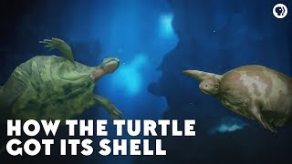 How the Turtle Got Its Shell [upl. by Gnilrac126]