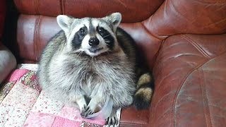 Raccoon finishes grapes gives bowl back to owner for more [upl. by Crim]