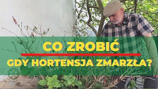 Co zrobić gdy hortensja ogrodowa zmarzła [upl. by Okimik]