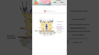 spermatogenic cellsampblood testis barriermale histology for pharmacyصيدلة الزقازيق [upl. by Jarrad]