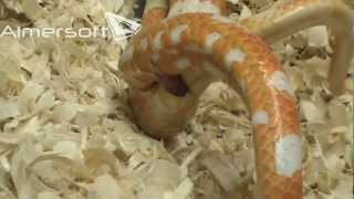 corn snake breeding [upl. by Farmer891]