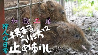 【狩人の日常】うりぼう2匹、止め刺し823捕獲 [upl. by Ennaj]