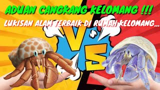 ADU MEWAH KELOMANG CANTIK UMANG UMANG FLEXING DAN KEONG HEDON [upl. by Divad652]