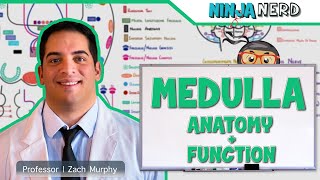 Neurology  Medulla Anatomy amp Function [upl. by Gillespie]