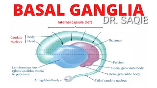 Basal Ganglia  Structure and Function  Neuroanatomy [upl. by Camella951]