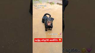 දවල්ට කන්නත් අමතකයි 😂🐶💕 akita viralvideo dog subscribe funny dog comedy pets fyp [upl. by Graubert]