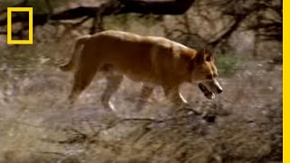 Kangaroo vs Dingo  National Geographic [upl. by Dannon]