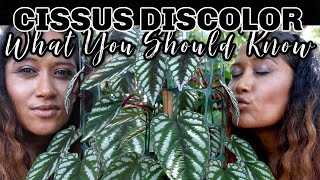 COMPLETE CARE Facts Rumors Care Tips amp Tricks  Rainy Garden Tour ALL ABOUT THE CISSUS DISCOLOR [upl. by Ahtnicaj]