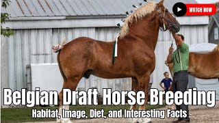 Belgian Draft Horse Breeding  Habitat Image Diet and Interesting Facts  United States [upl. by Dasie]