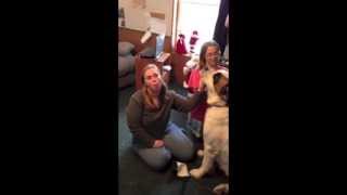 How To Stop Saint Bernard Dog From Slobbering and Drooling Dog Slobber Stopper [upl. by Ynnelg]