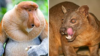 25 STRANGEST Animals You Won’t Believe Still EXIST [upl. by Enimasaj720]