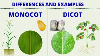 MONOCOT vs DICOT  Differences between Monocotyledon and Dicotyledon with Examples  Science Lesson [upl. by Swigart]