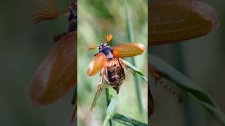 Common Cockchafer beetle bug [upl. by Hebe]