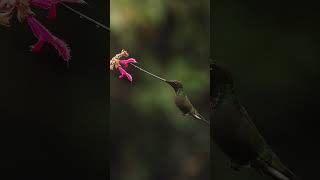 Swordbilled hummingbird 🪶🌺 nature animals evening birds feeding [upl. by Bob]