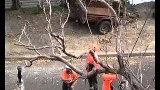 Removing a dead Bloodwood Tree wmv [upl. by Dorry]