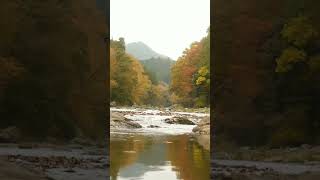 Autumn river sounds autumn river [upl. by Ocirnor]