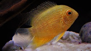 Severum Cichlid Fish Care amp Tank Setup Guide [upl. by Bunting]