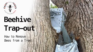 BEEHIVE TRAPOUT​ How to remove bees from a tree [upl. by Annovy]