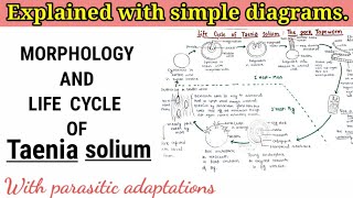 Taenia solium  Pork tapeworm  Life cycle [upl. by Aramoj]