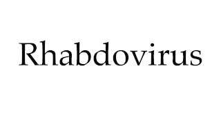 How to Pronounce Rhabdovirus [upl. by Odel]