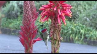 Into the Fynbos Conserving Biodiversity in the Cape Floristic Region [upl. by Airdnazxela]