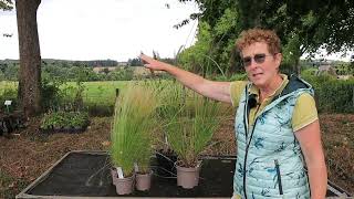 How To Build A Grasses Only Garden Border [upl. by Paulette131]