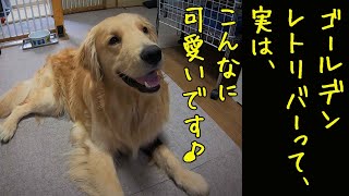 ゴールデンレトリバーの魅力と特徴12選！見たら貴方も必ずゴールデンが好きになる動画♪ [upl. by Roehm813]