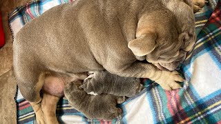 Whelping Process of Our English Bulldog Puppies ‼️ [upl. by Hildie726]