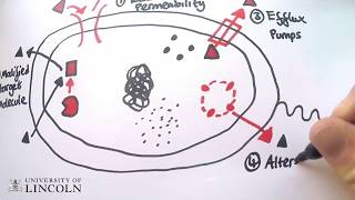 Betalactamase antibiotic resistance [upl. by Donella]