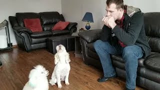 Funny dogs sing along to the harmonica [upl. by Gibson]