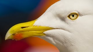 A Seagulls Unbelievable Eyesight  Natures Boldest Thieves  BBC Earth Explore [upl. by Nihahs]