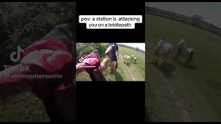 stallion attacking mare on a hack 😱🐴 equestrain shortvideos youtube viral [upl. by Taryne]