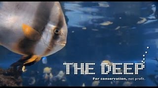 Great reasons to visit The Deep in Hull [upl. by Broder963]