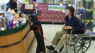 Wheelchair Tasks for Assistance Dogs Part 2 mobility wheelchair [upl. by Pampuch]