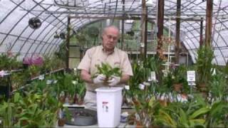 Orchid Potting Demonstration 1 [upl. by Loren]