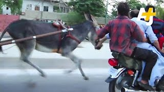 Donkey Racing In Karachi [upl. by Shaughnessy]