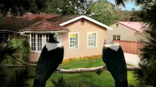 Windex Naughty Birds Windex Touch Up Cleaner 2001 TV Commercial HD [upl. by Pandich607]