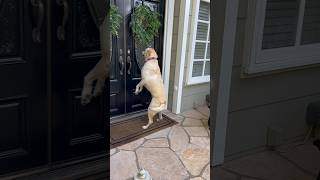 Dog Too Excited To Perform Her Trick Ringing Neighbor’s Doorbell [upl. by Peri273]