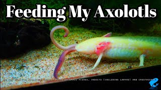 What Do Axolotls Eat [upl. by Jahdiel]