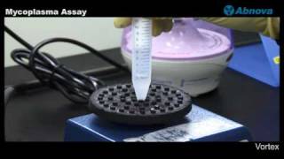 Mycoplasma Assay [upl. by Alyekahs]