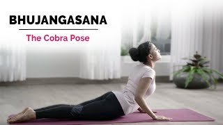 Bhujangasana  Cobra Yoga Pose  Steps  Benefits  Yogic Fitness [upl. by Maya]