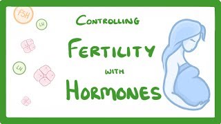 GCSE Biology  What is IVF How Does IVF Work and What Are The Risks IVF Explained 62 [upl. by Esiahc]