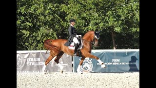 DRESSAGE HORSE FOR SALE  GRAND PRIX [upl. by Orravan992]