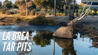 Exploring the La Brea Tar Pits in Los Angeles [upl. by Aynosal]