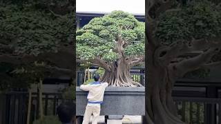 Beautiful Bonsai Works🌳🌲💥498shorts shortsvideo beautifulbonsai art khuebonsai🥰❤️ [upl. by Dlared]