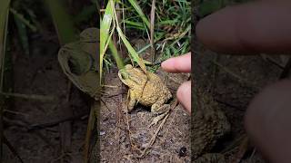 Funny frog catch big and small is forest shorts [upl. by Frida631]