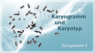 Zytogenetik 02 – Karyogramm und Karyotyp [upl. by Nylitak]