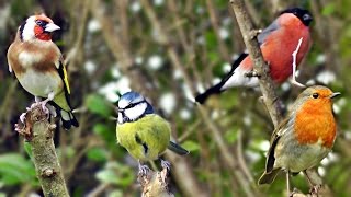 Beautiful Birds Chirping amp Singing in The Hedge  Robin amp More Bird Song amp Sounds [upl. by Howes213]