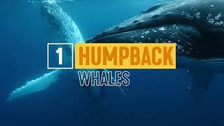 MustDo WhaleWatching Experiences Nature amp Wildlife  Tourism Australia [upl. by Ramu240]