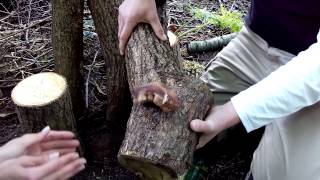 Workshop shiitakes kweken op De Peerdegaerdt  Praktijk IV  Oogst [upl. by Barn]